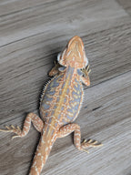 Female Hypo Leather Dunner Tiger *Amazing Blue Coverage*