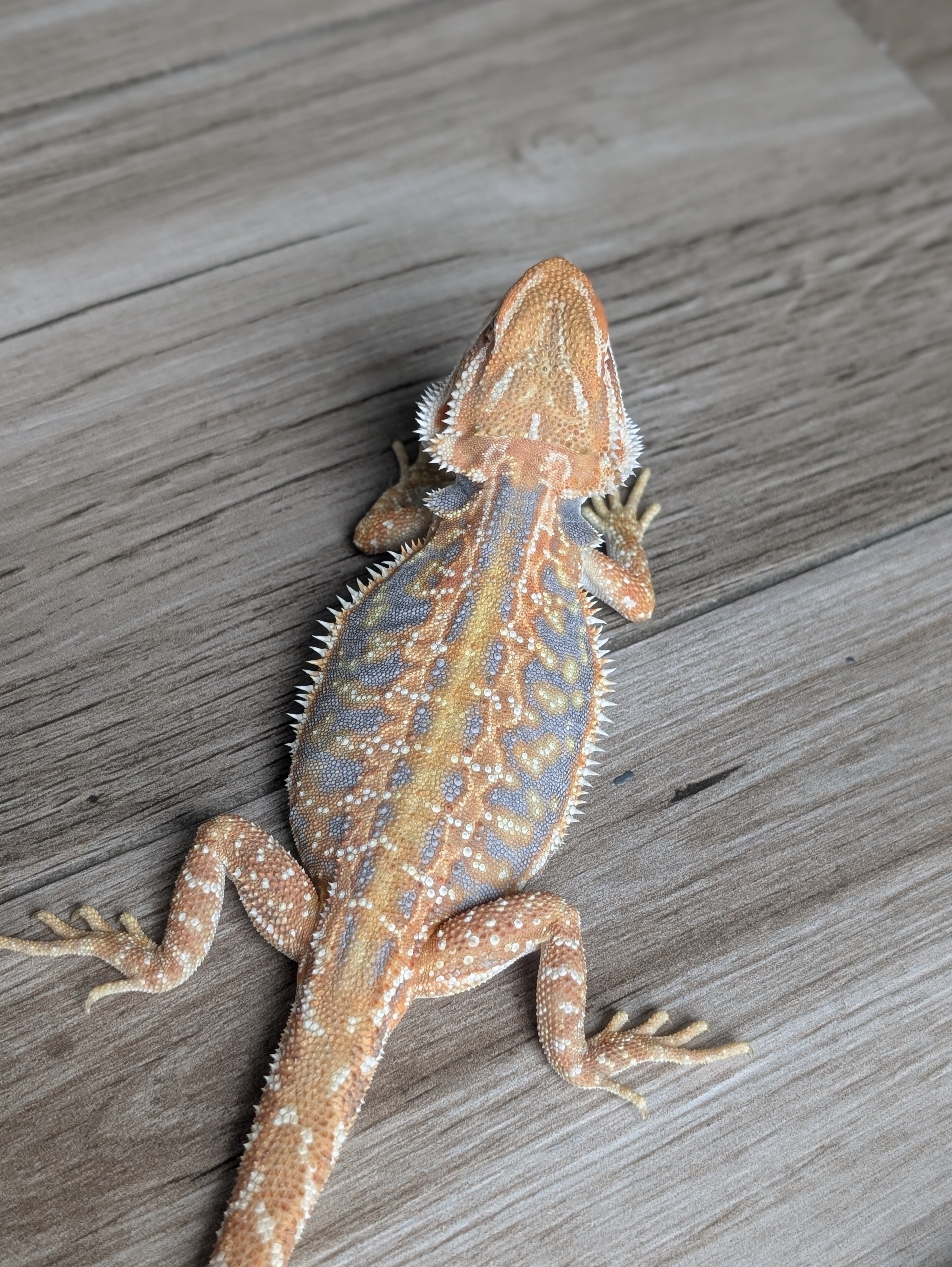 Female Hypo Leather Dunner Tiger *Amazing Blue Coverage*