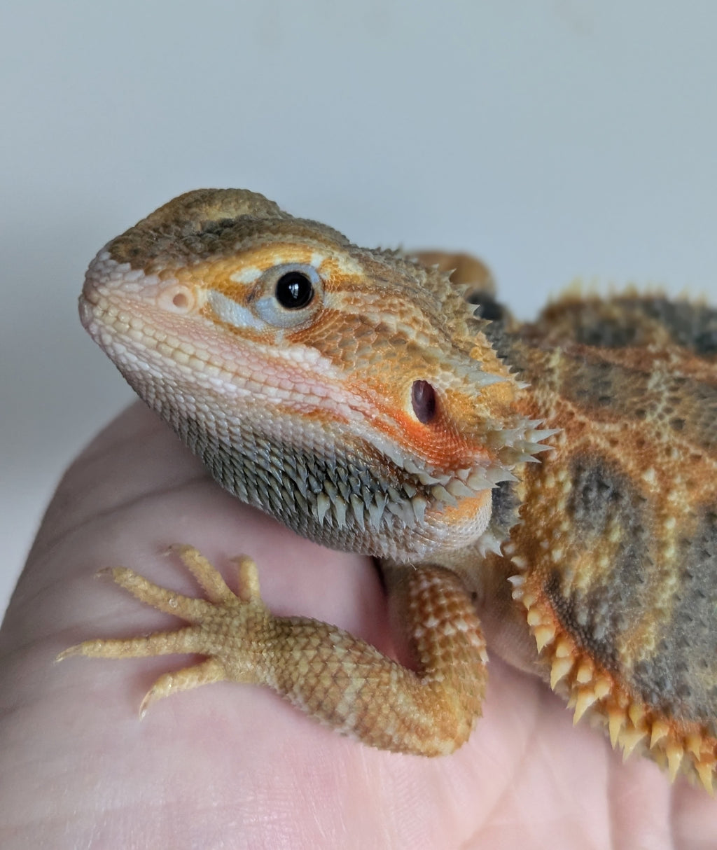 Female Translucent Hypo Tiger *Solid Black Eyes*