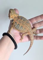 Female Translucent Hypo Tiger *Solid Black Eyes*