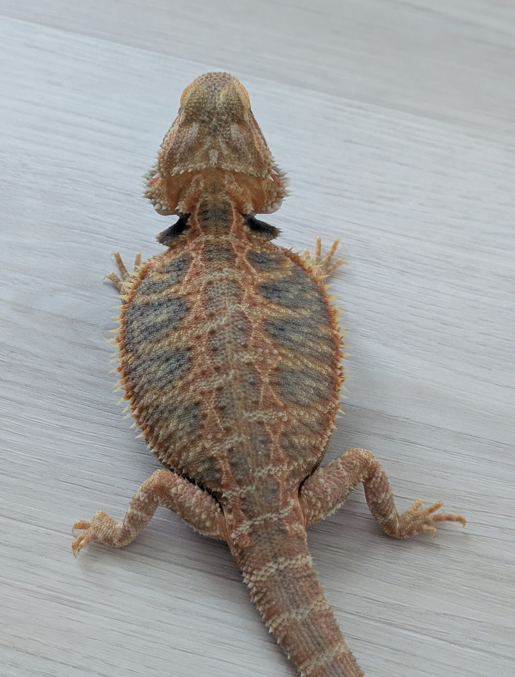 Female Translucent Hypo Tiger *Solid Black Eyes*