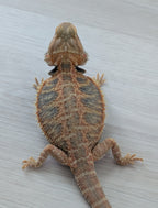 Female Translucent Hypo Tiger *Solid Black Eyes*