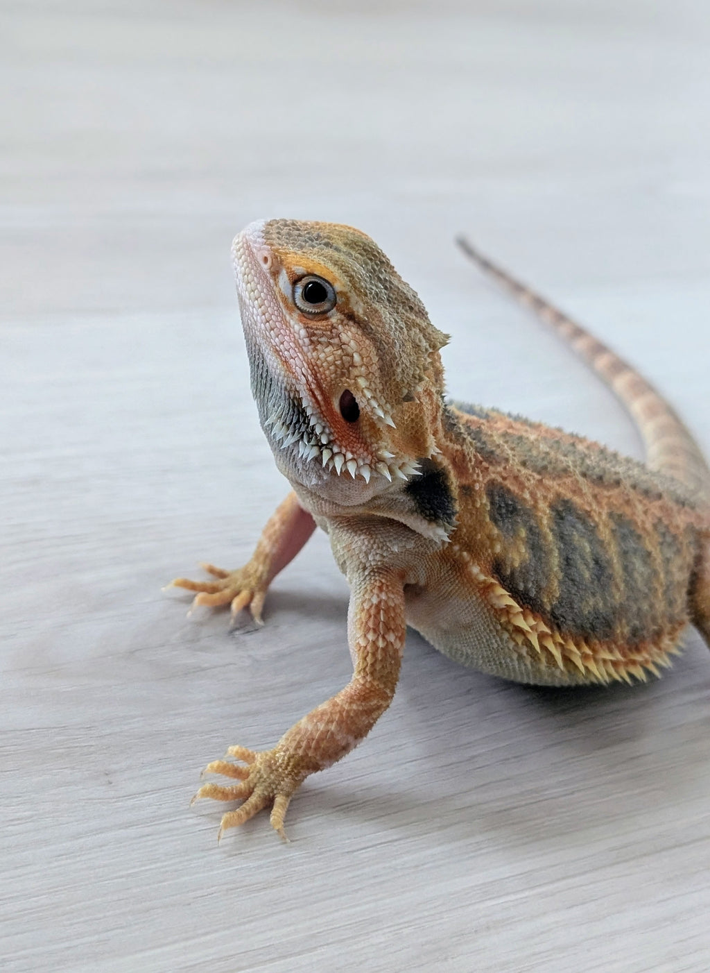 Female Translucent Hypo Tiger *Solid Black Eyes*