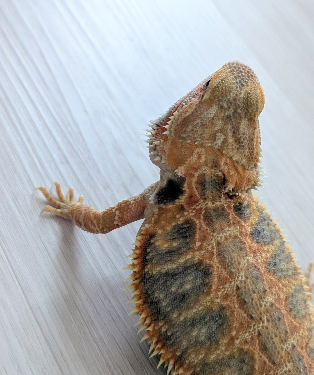 Female Translucent Hypo Tiger *Solid Black Eyes*