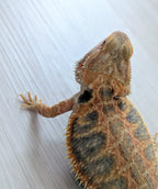 Female Translucent Hypo Tiger *Solid Black Eyes*