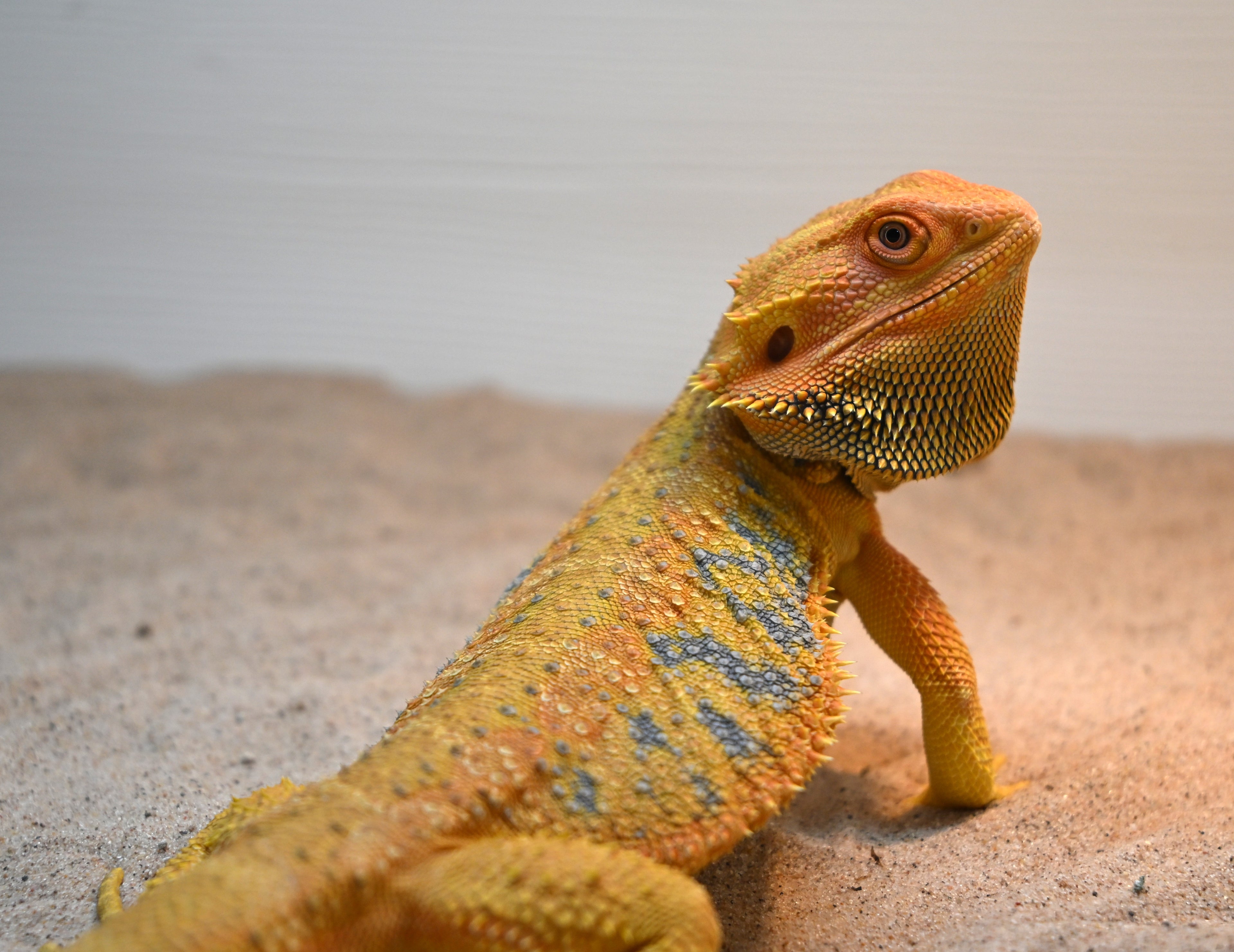 Female Hypo Tiger