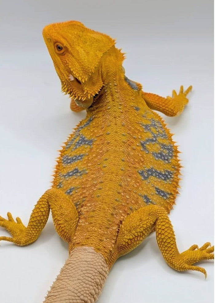 Female Hypo Tiger *Very pretty girl