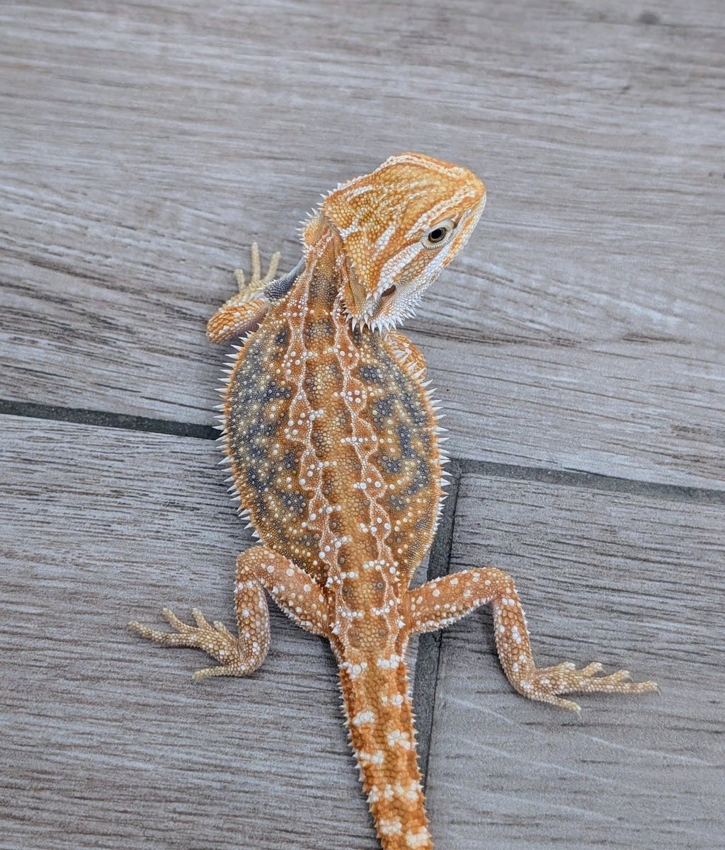 Female Hypo Dunner Tiger