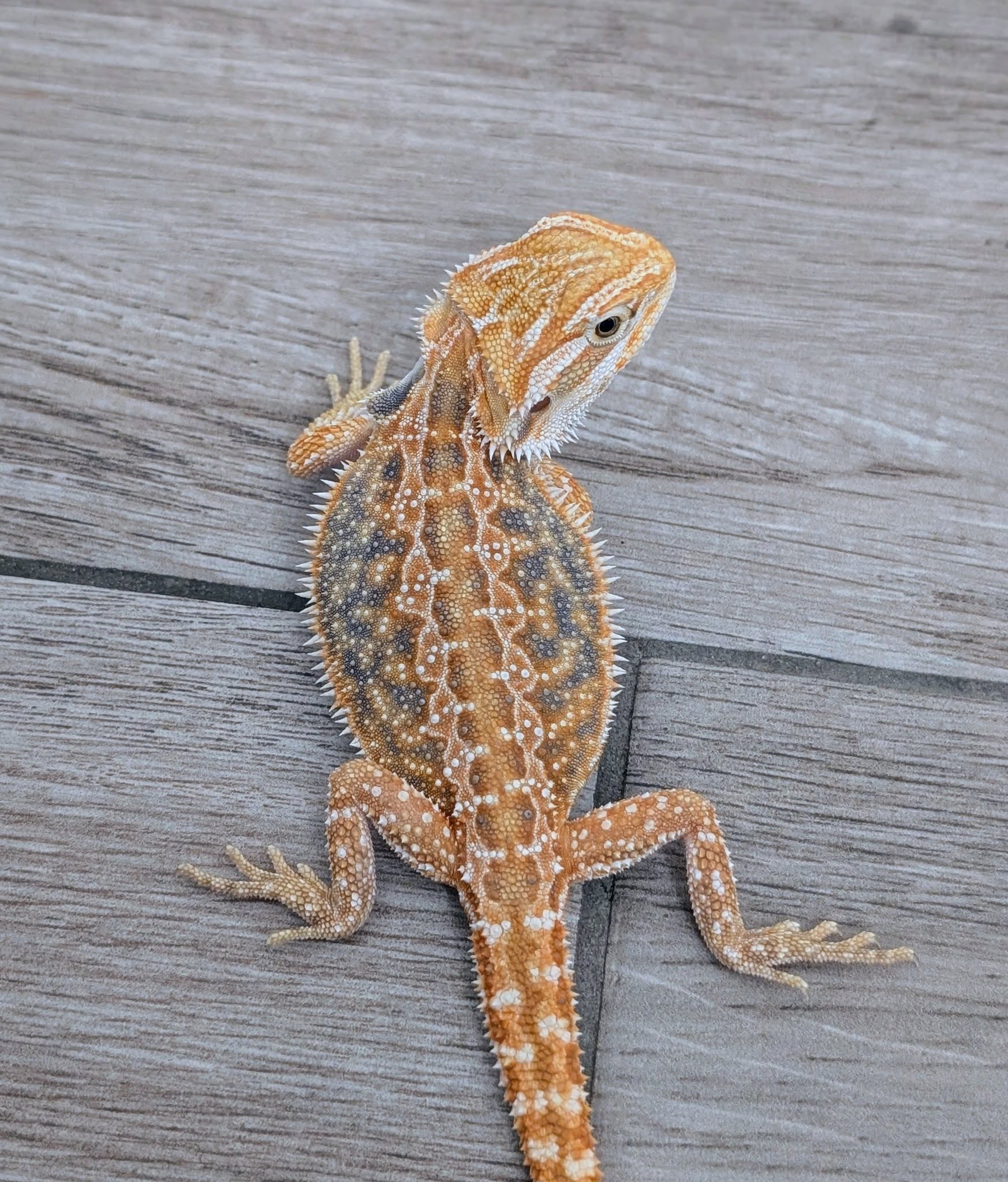 Female Hypo Dunner Tiger