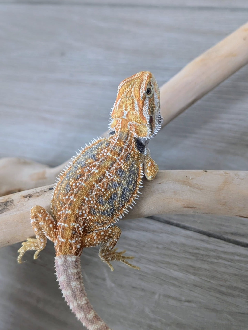 Female Hypo Dunner Tiger