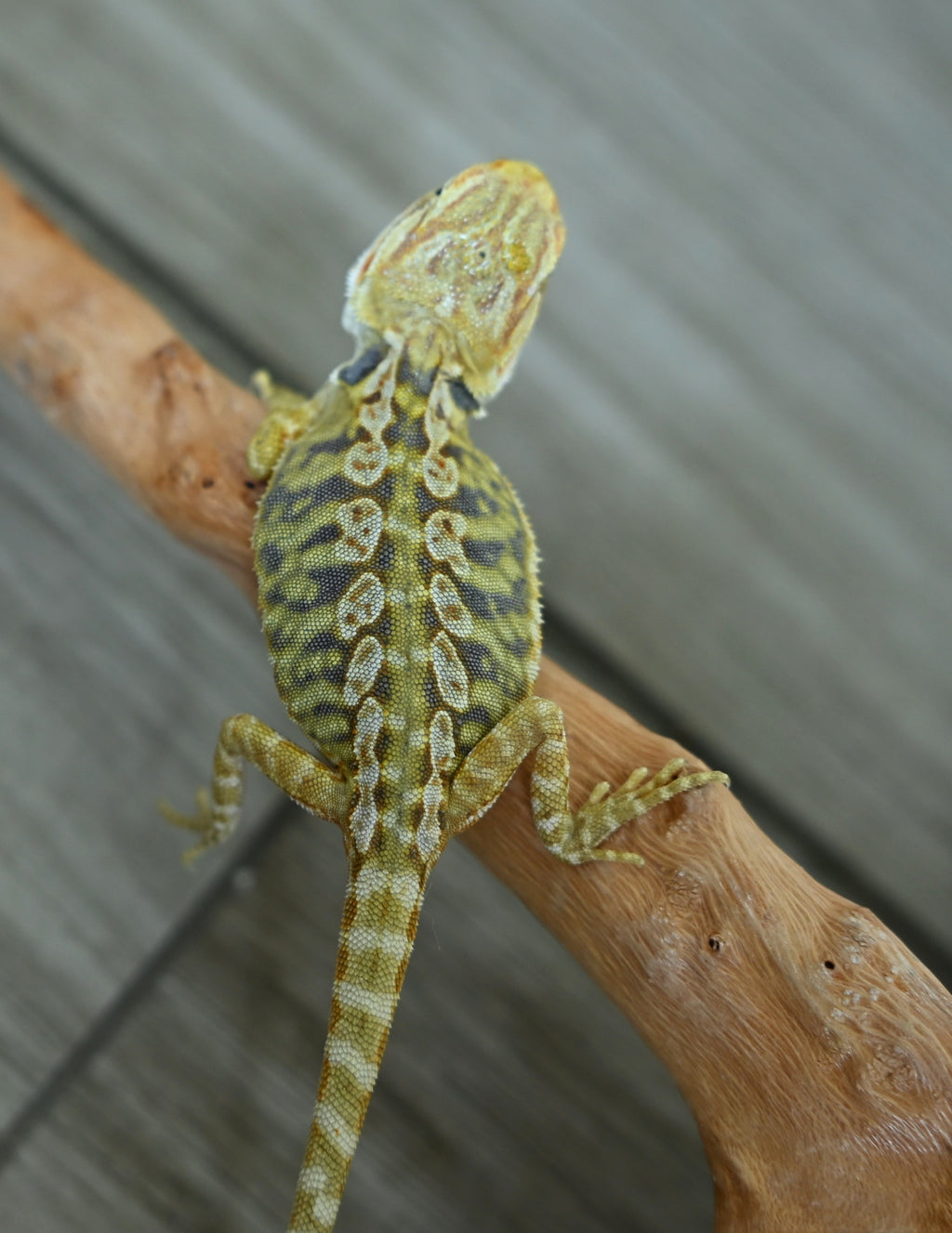 Female Hypo Leather Tiger