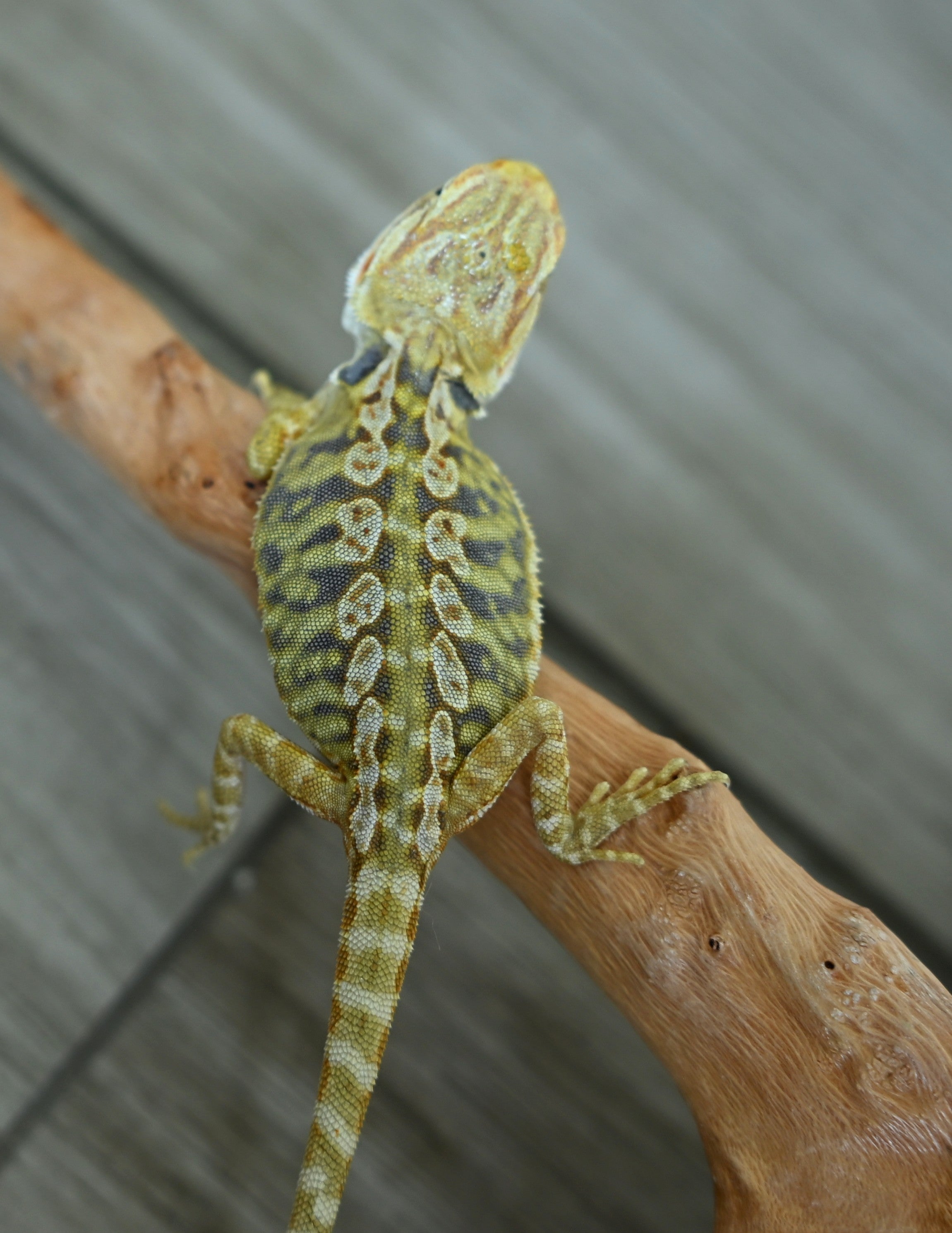 Female Hypo Leather Tiger