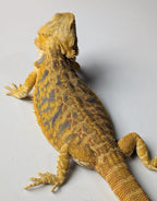 Female Hypo Tiger *Very pretty girl