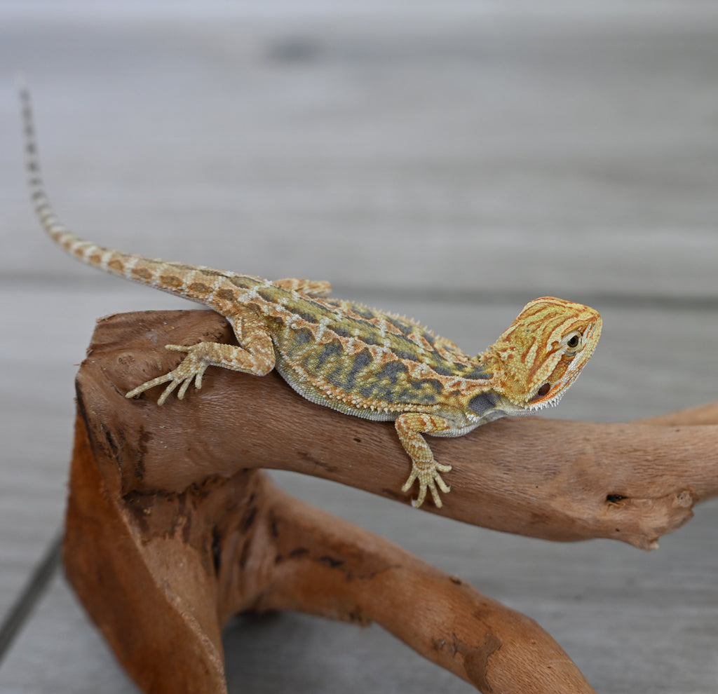 Female Hypo Tiger *Very pretty girl