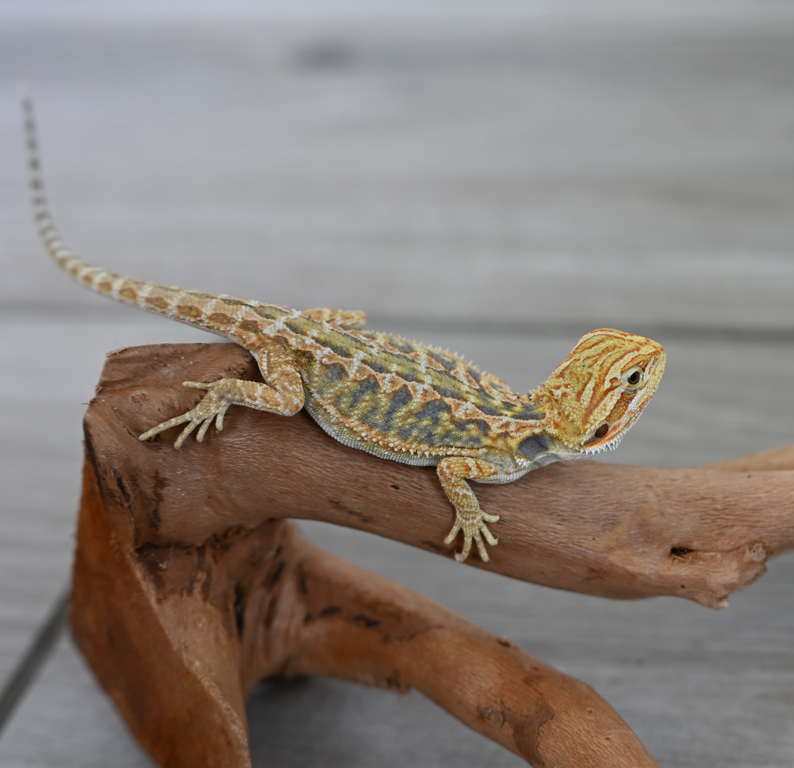 Female Hypo Tiger *Very pretty girl