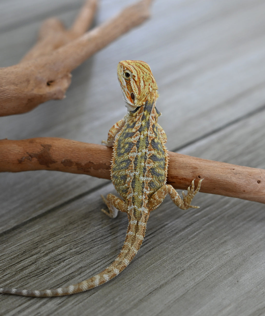 Female Hypo Tiger *Very pretty girl