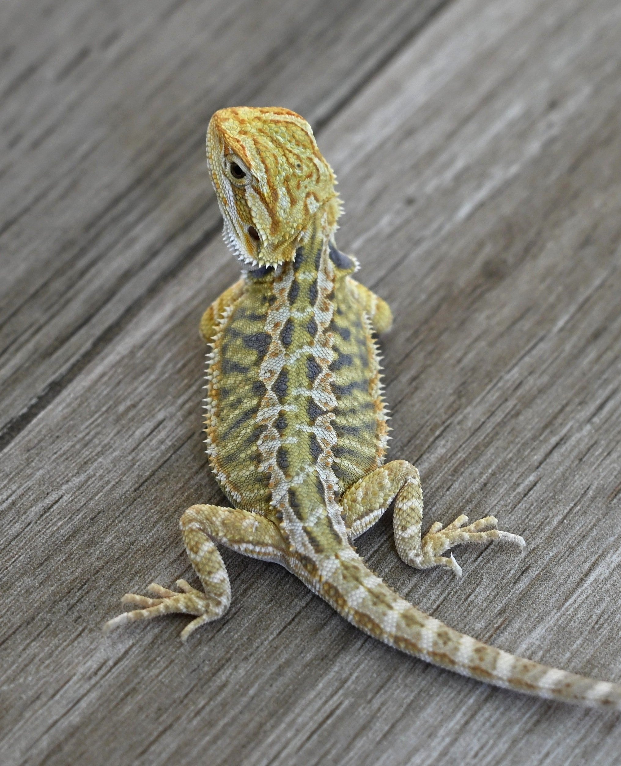Hypo Tiger Female *Sunshine Yellow