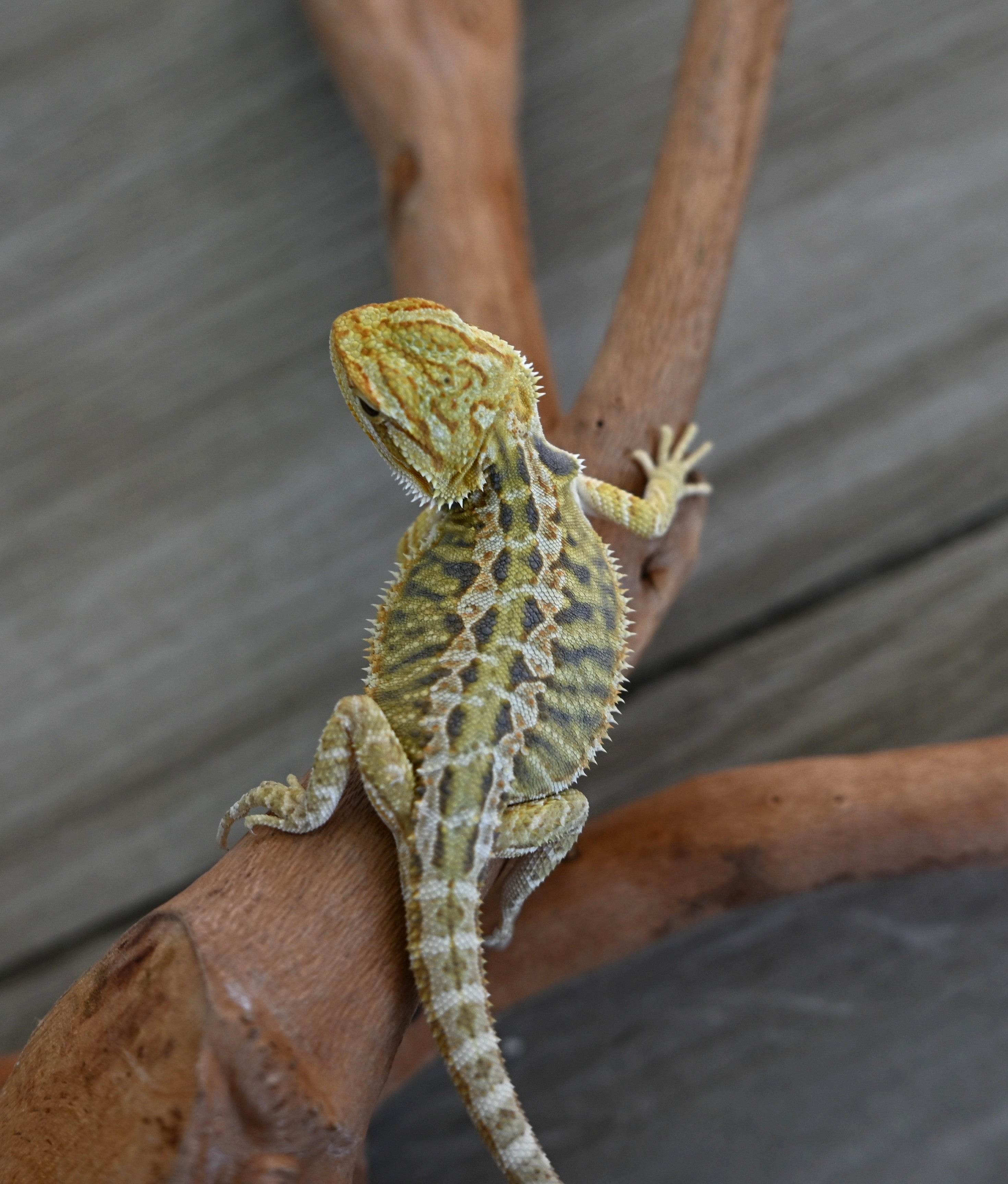 Hypo Tiger Female *Sunshine Yellow