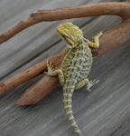 Hypo Tiger Female *Sunshine Yellow