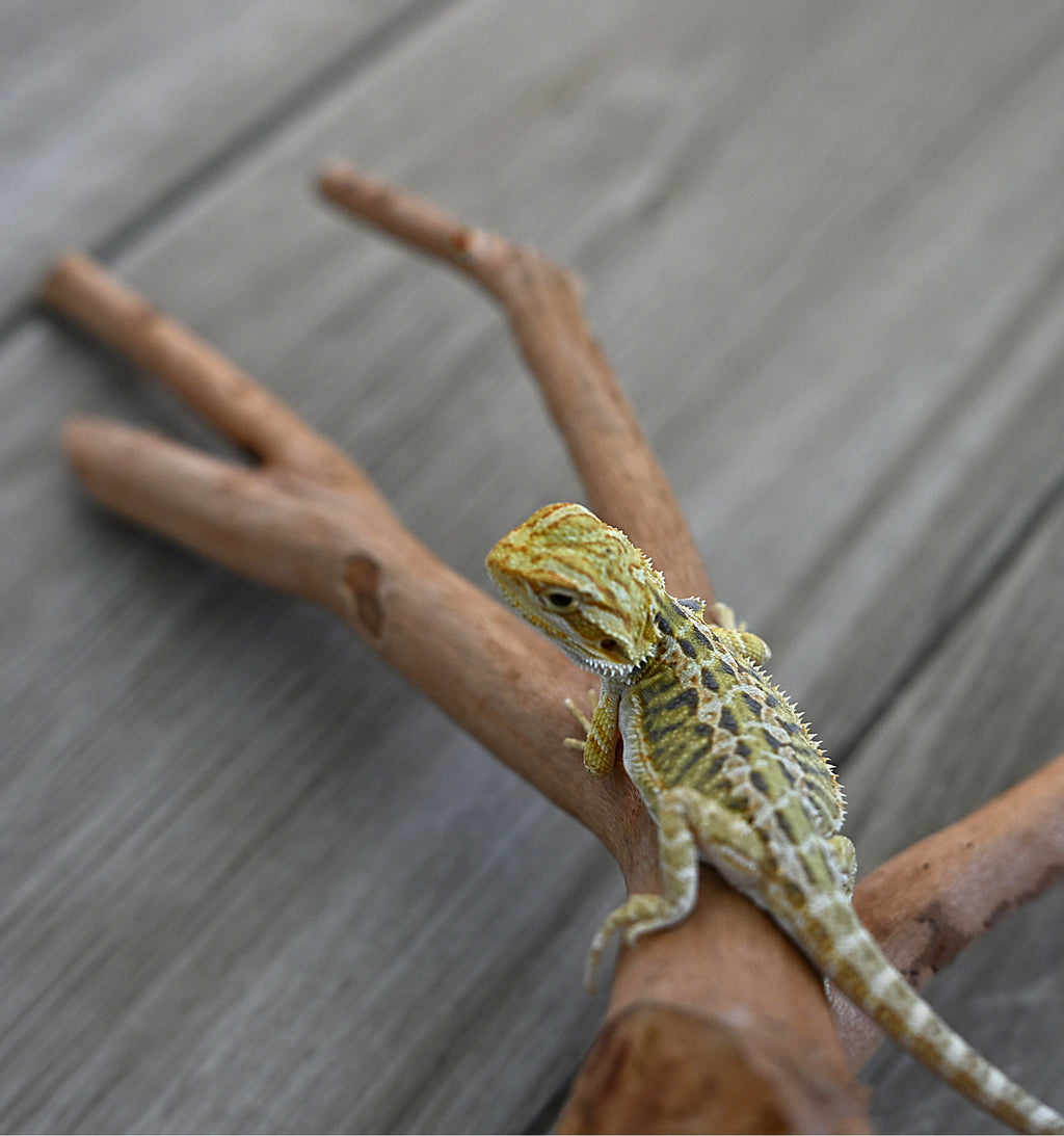 Hypo Tiger Female *Sunshine Yellow