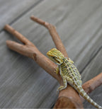 Hypo Tiger Female *Sunshine Yellow