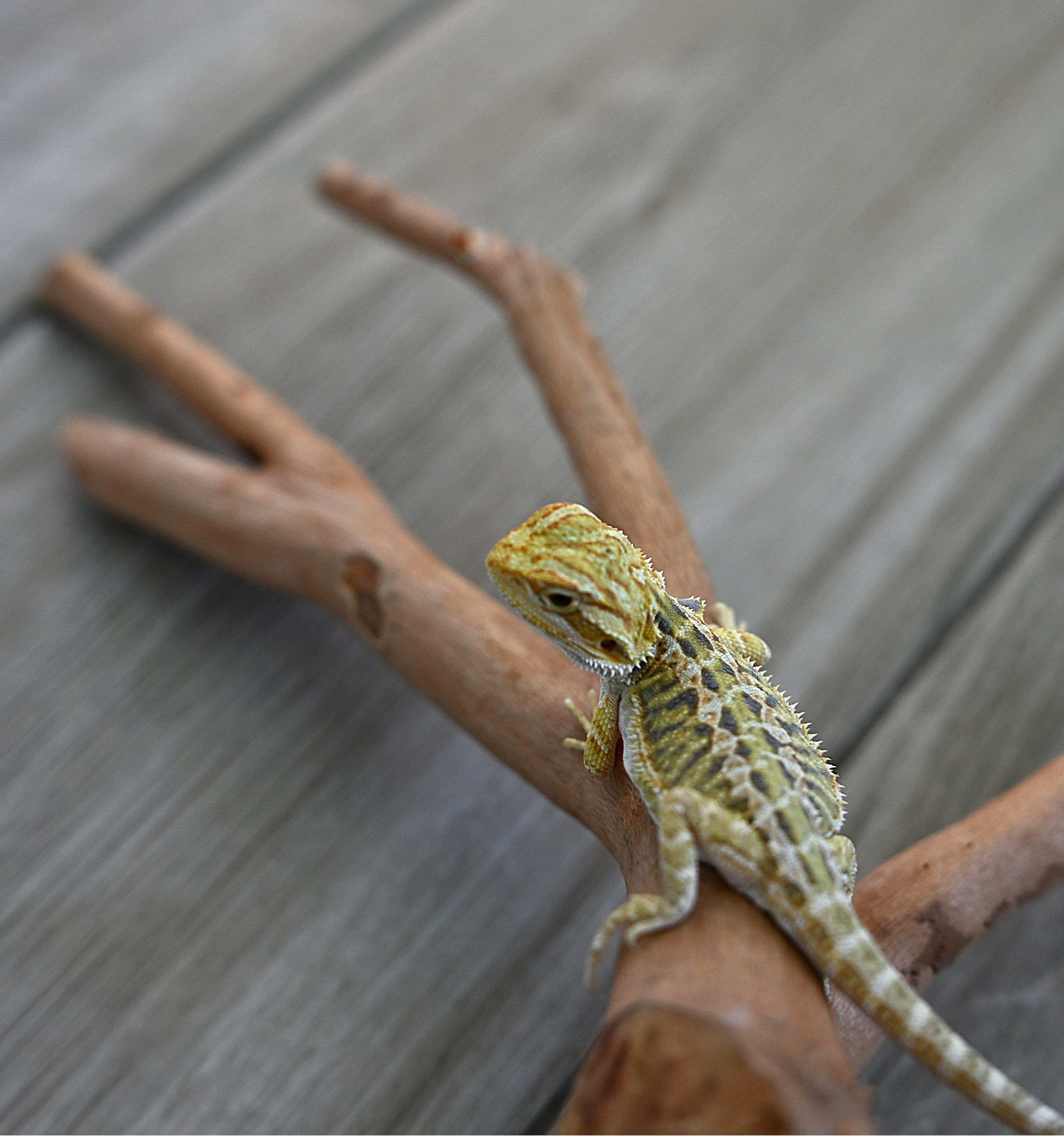 Hypo Tiger Female *Sunshine Yellow