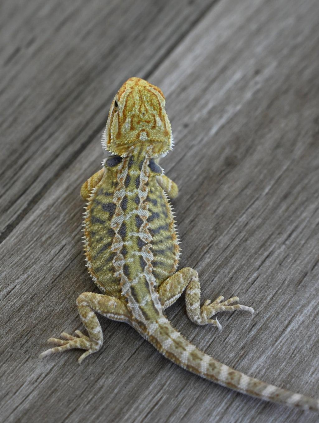 Hypo Tiger Female *Sunshine Yellow