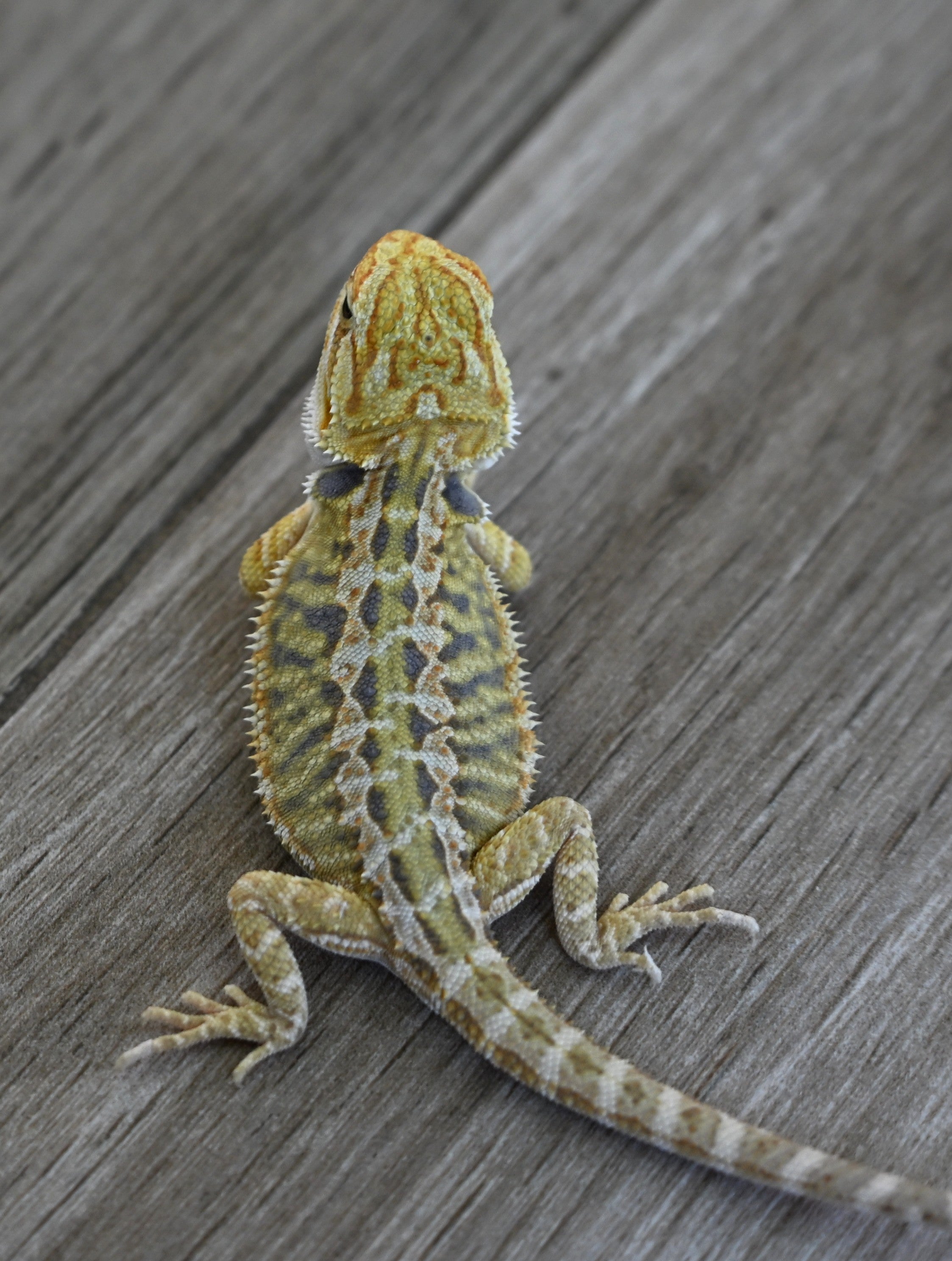 Hypo Tiger Female *Sunshine Yellow