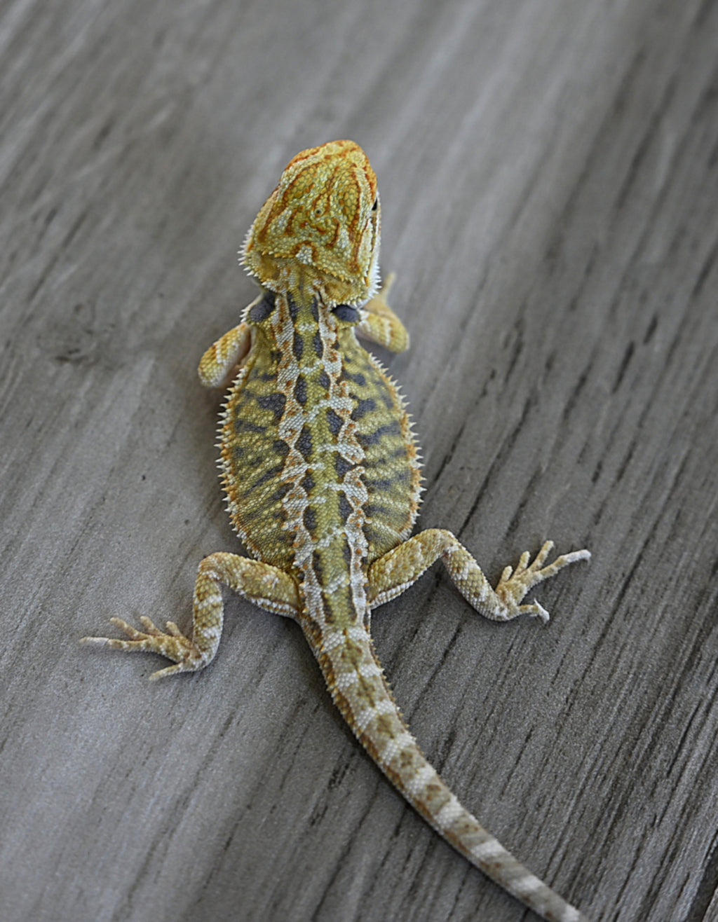 Hypo Tiger Female *Sunshine Yellow