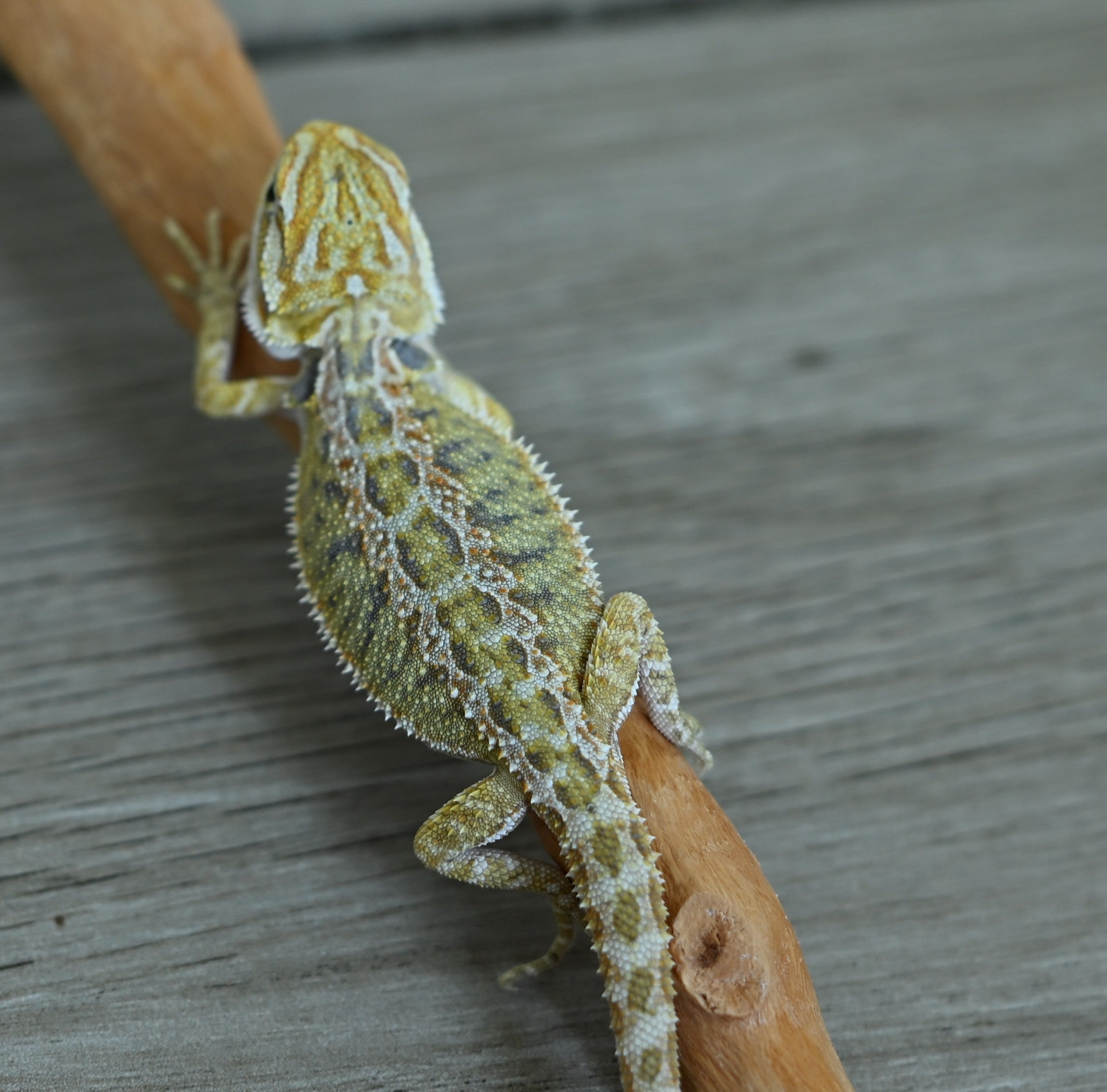 Female Hypo Tiger
