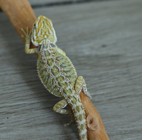 Female Hypo Tiger