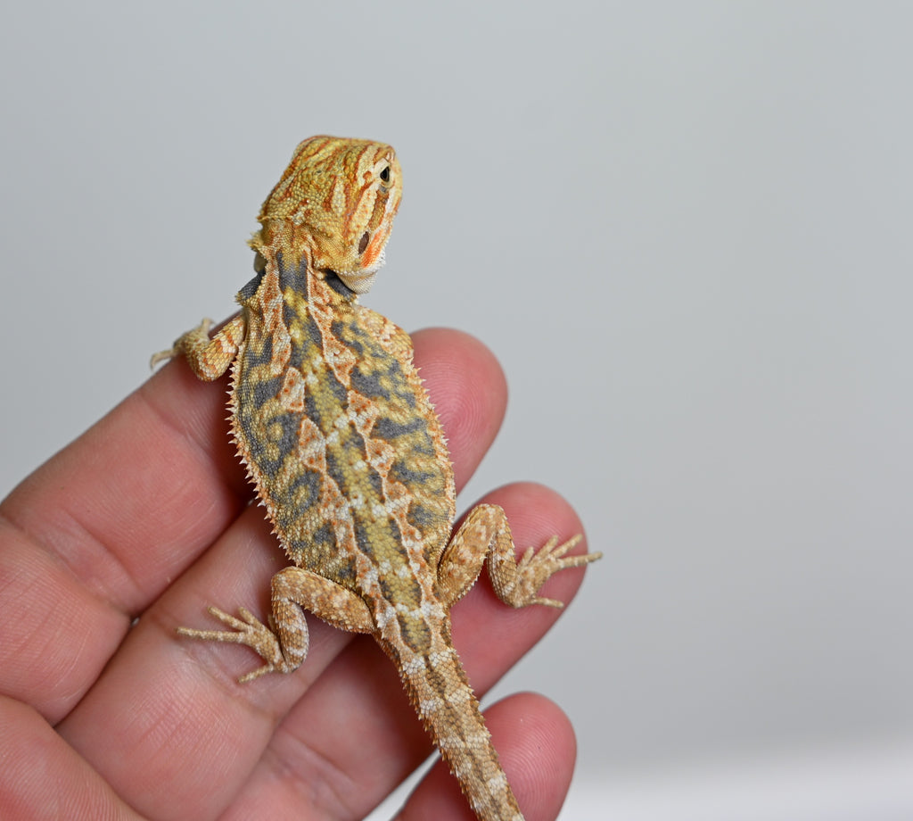 Female Hypo Tiger *Very pretty girl