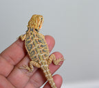 Female Hypo Tiger *Very pretty girl