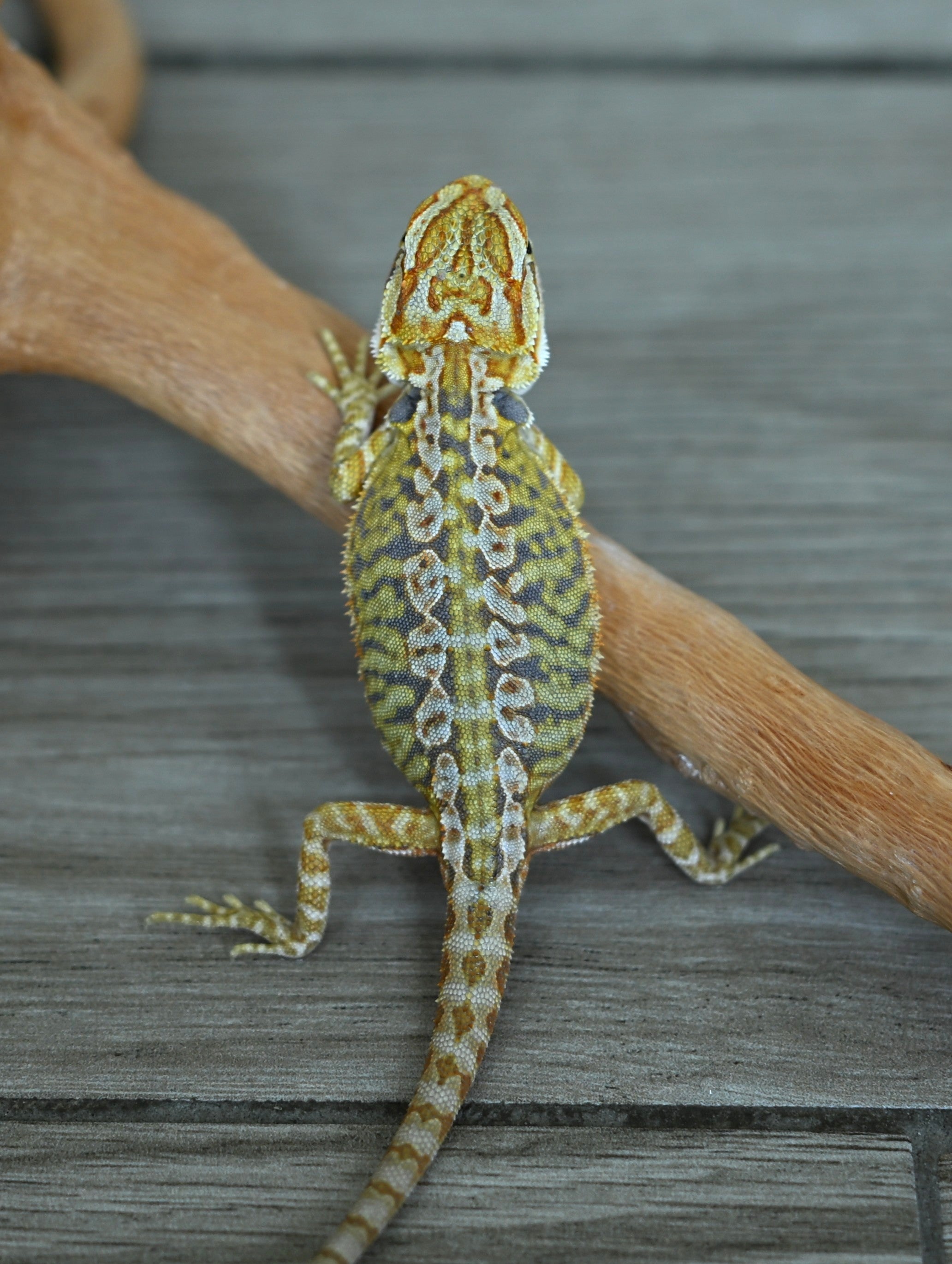 Male Hypo Leather Tiger