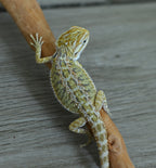 Female Hypo Tiger