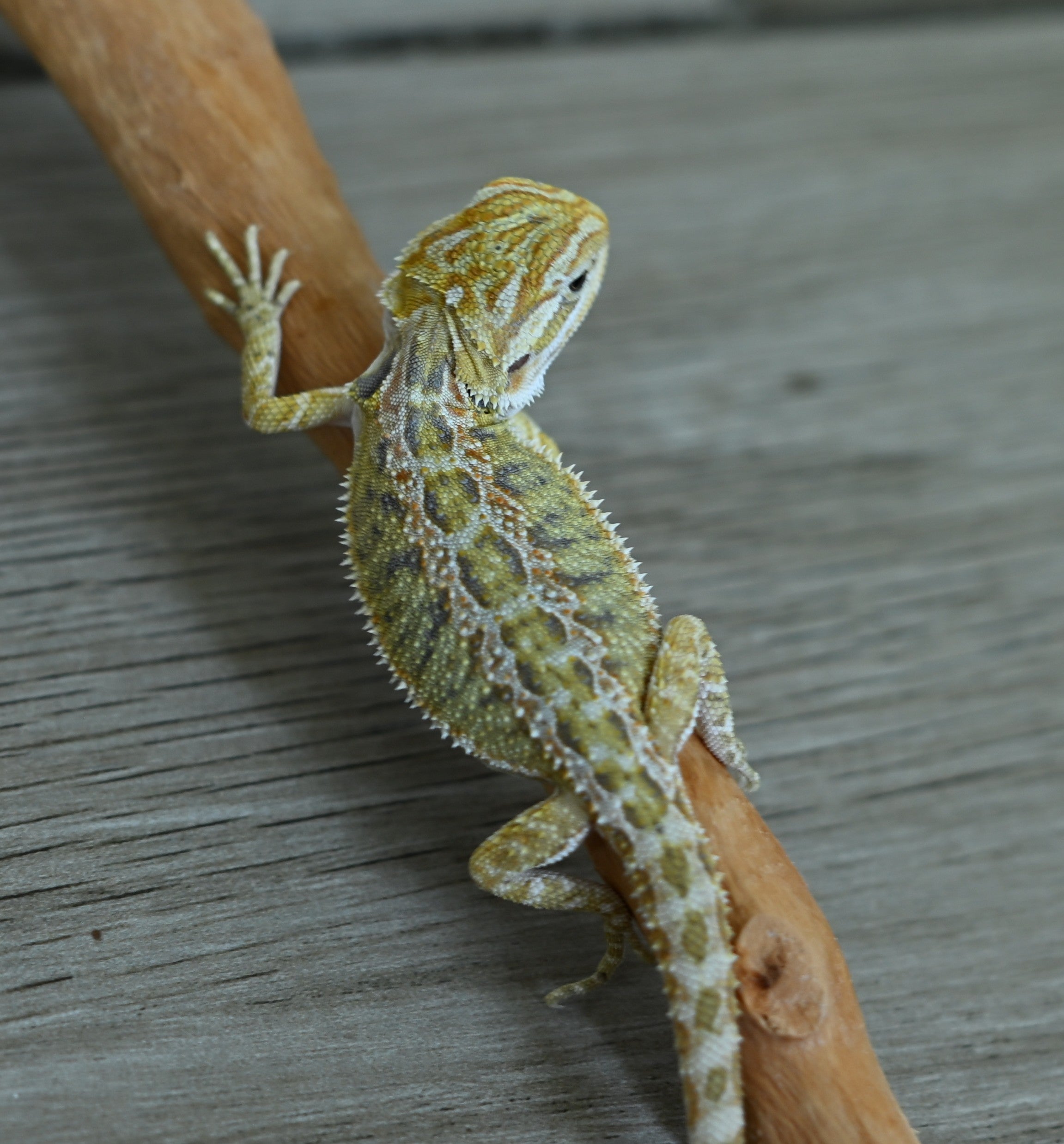 Female Hypo Tiger