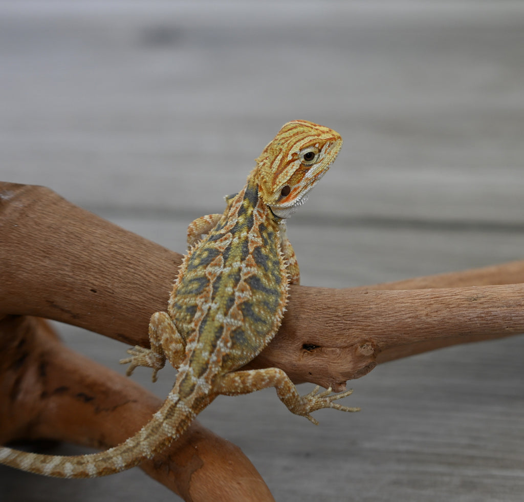 Female Hypo Tiger *Very pretty girl