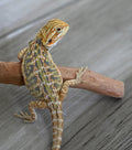 Female Hypo Tiger *Very pretty girl