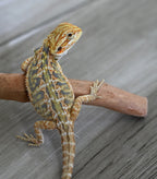 Female Hypo Tiger *Very pretty girl