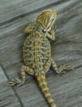 Female Hypo Leather Tiger