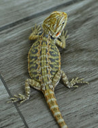 Female Hypo Leather Tiger