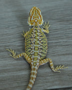 Male Hypo Leather Tiger