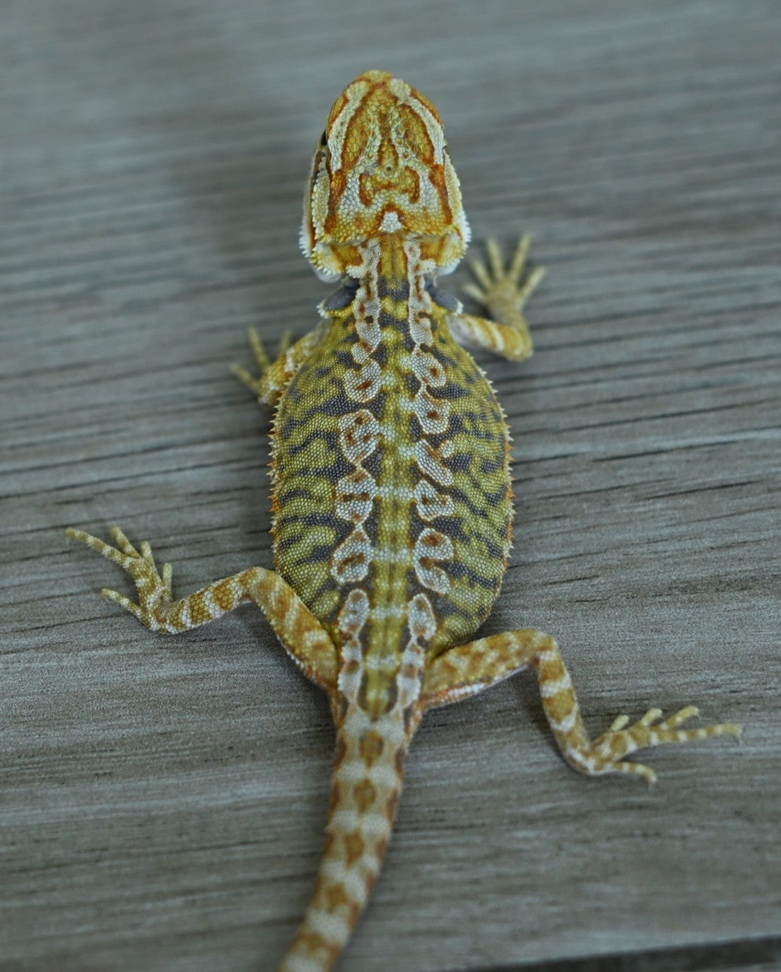 Male Hypo Leather Tiger
