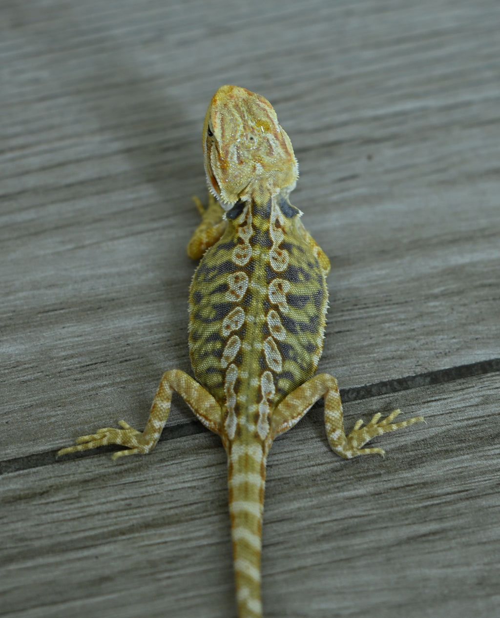 Female Hypo Leather Tiger
