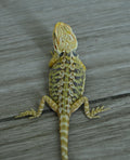 Female Hypo Leather Tiger
