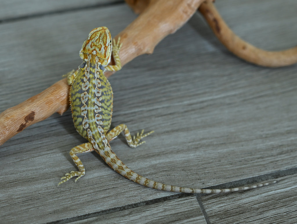 Male Hypo Leather Tiger