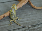 Male Hypo Leather Tiger