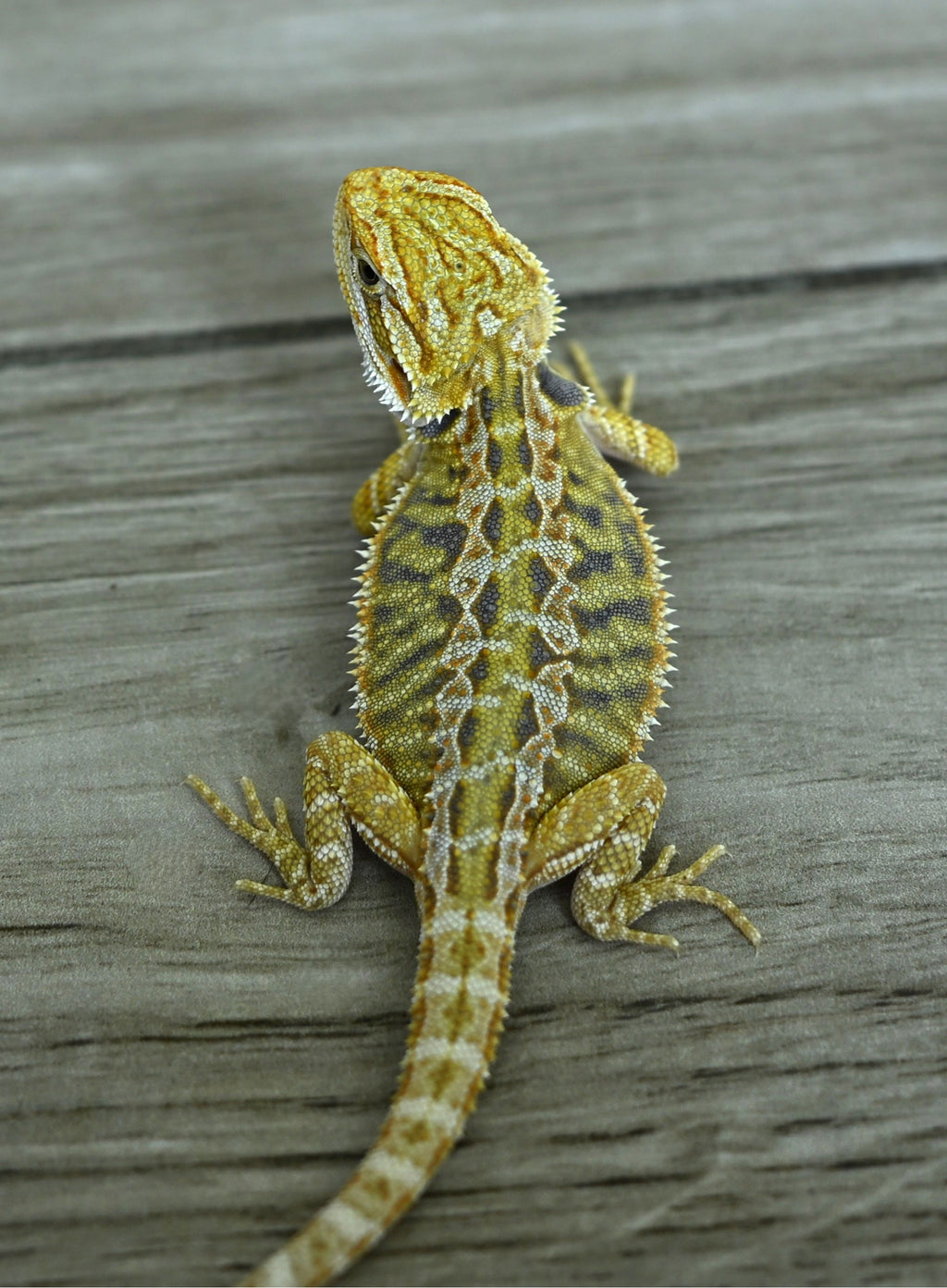Male Hypo Tiger