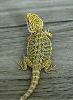 Male Hypo Tiger