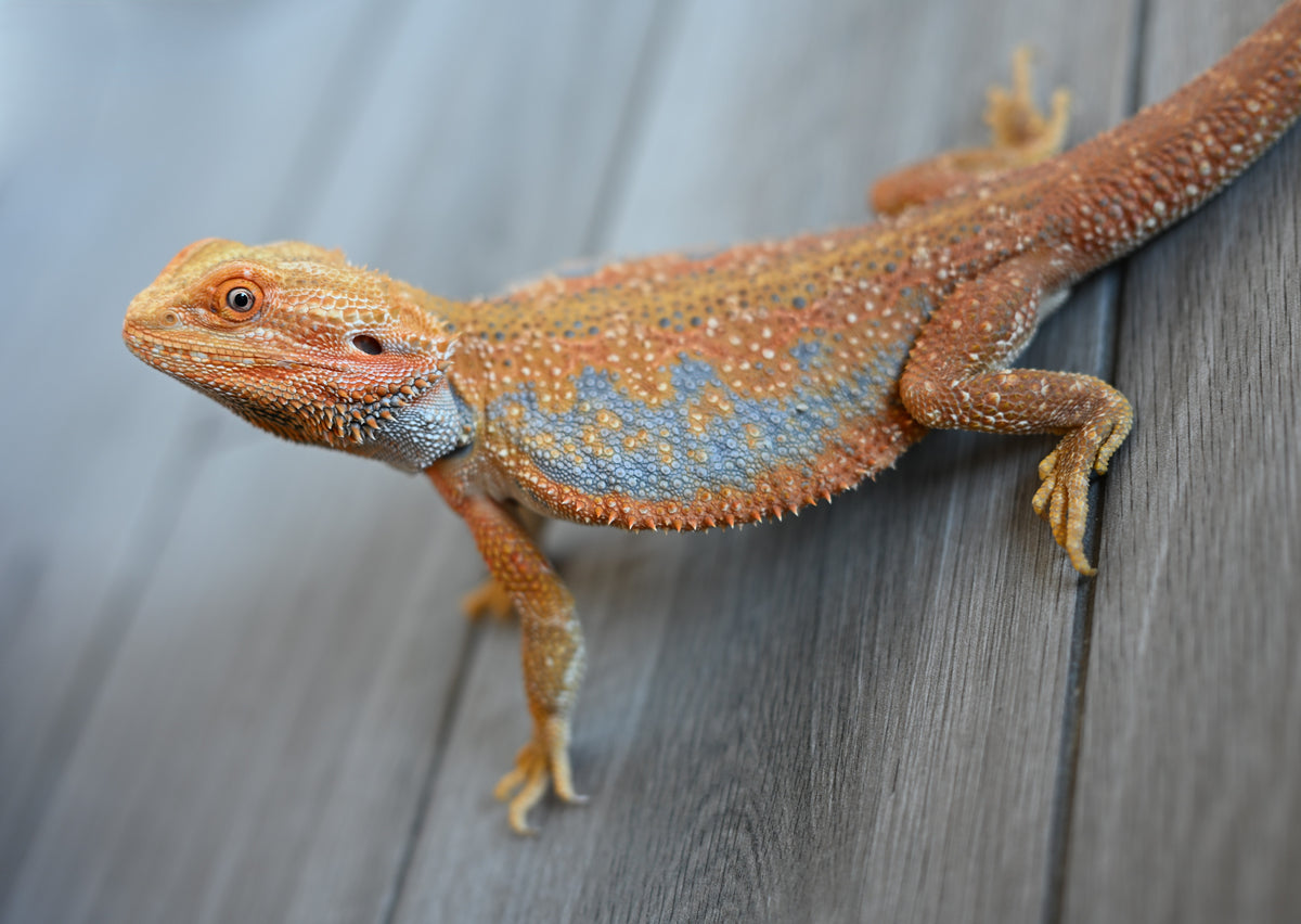 Male Hypo Dunner Tiger